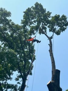 Our Tree Trimming service enhances your landscape's beauty and health by expertly removing unwanted branches, promoting strong growth, increasing sunlight exposure, and ensuring the safety of your property. for Cross Family Tree Service in Kearney, MO