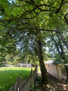 Our tree removal service provides professional and efficient solutions to homeowners, ensuring safe and hassle-free removal of unwanted or hazardous trees from your property. for Puget Sound Tree LLC in Bremerton, WA