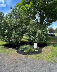 We offer professional shrub trimming services to keep your landscape looking neat and attractive. Our experienced staff will provide a tailored approach to ensure your shrubs look their best. for Bielinski Bros Landscaping in Erie County, NY