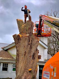 Our Tree Removal service offers professional and efficient tree removal solutions, ensuring the safe and effective removal of any unwanted or hazardous trees from your property. for Benjamin & Sons in Elmira, NY