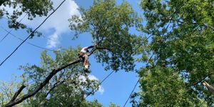 We provide professional tree trimming services to help you maintain the health, safety and aesthetic of your trees. for Tree2Tree Tree Service in Sherman, Texas