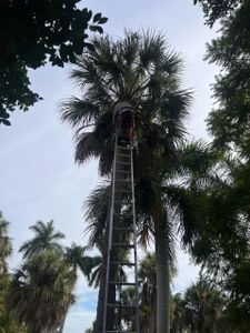 Our Palm Trimming service is a cost-effective way to maintain the health and beauty of your palms. We use specialized equipment and techniques to trim your palms safely and efficiently. for Lawn Caring Guys in Cape Coral, FL