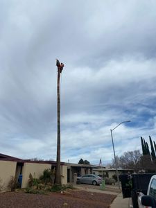 Trees in danger of falling on or around your property are a serious saftey concern. By Faith will arrive to deal with the problem quickly and effectively. for By Faith Landscaping in Sierra Vista, AZ