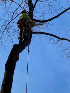 Our tree removal service safely removes trees from your property. We have the experience and equipment to handle any size tree. We will work with you to schedule a time that is convenient for you and ensure that the job is done quickly and efficiently. for Grass Monkey in Gainesville, GA