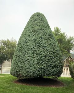 Our Tree and Shrub Care service ensures healthy, vibrant landscapes by providing expert pruning, disease management, and nutrient solutions tailored to your plants' specific needs for long-lasting beauty and growth. for AP Tree Service in Colbert, WA