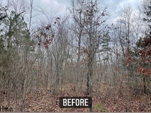 Our tree trimming and removal service offers professional expertise in shaping, pruning, and safely removing trees to enhance your property's appearance, health, and safety with precision and care. for Bass Land Management in Yellville, AR