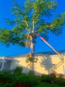 Enhance your home's safety and beauty with our expert tree trimming service. We carefully shape and maintain trees to promote healthy growth, ensuring your landscape remains vibrant and well-kept year-round. for Superior Lawn and Tree LLC in Clifton, TX