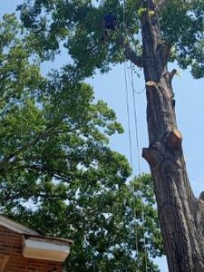 Our professional stump removal service efficiently eliminates unsightly tree stumps, enhancing your landscape's beauty and safety while preventing new growth and pest infestations. Trust us for all your stump grinding needs. for The Webster Tree Service in Danville, VA