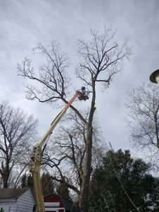 Enhance your property's safety and aesthetics with our expert Tree Trimming service, designed to promote healthy growth, prevent hazards, and improve the visual appeal of your trees through precise cutting. for The Webster Tree Service in Danville, VA