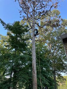 We specialize in safe and efficient tree removal services. Our experienced team can help you remove an unwanted or hazardous tree from your property. for Rosales Landscaping LLC in Lake Gaston, North Carolina