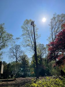 Our professional tree trimming service enhances your landscape's beauty, promotes healthy growth, and ensures safety by removing hazardous branches, all executed by experienced arborists dedicated to meticulous care and customer satisfaction. for Ace Tree Service  in Fuquay-Varina, NC