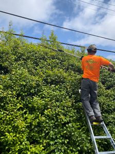 Our expert shrub trimming service will keep your landscape looking neat and well-maintained. Our skilled landscapers use high-quality equipment to shape, prune, and trim your shrubs to perfection. for RI Outdoor Living  in Charlestown, Rhode Island