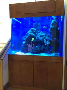 We offer custom aquarium builds to meet your needs and preferences. Our experienced team will help you create the perfect aquatic environment for any space! for Aquariums by Sharyn in The State of Florida, FL