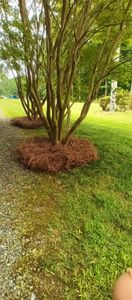 We provide high-quality pine straw service to help enhance your landscape and keep it looking beautiful year round. for Alligator Lawn Care LLC in Siler City, North Carolina