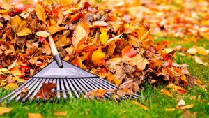 Our Leaf Removal And More service provides homeowners with efficient and thorough leaf removal, alongside additional landscaping services to enhance the overall appeal of their property. for Hipp's Land Management in Tryon, NC