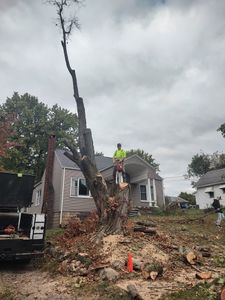 Our Tree Trimming service efficiently and professionally trims the branches of your trees, ensuring their health, beauty, and safety while enhancing the overall appearance of your property. for Billiter's Tree Service, LLC in Rootstown, Ohio