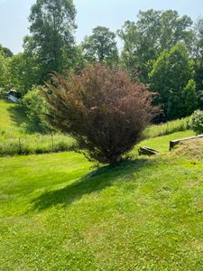 Our Shrub Trimming service provides expert care to your shrubs, ensuring we are well-maintained and aesthetically pleasing, enhancing the beauty of your home's exterior. for Atwood’s Tree Care in Liberty,  KY