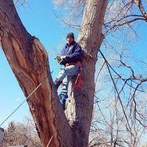 If you have a tree that is dead, damaged, or diseased, our team of experts can remove it for you. We'll make sure the job is done safely and efficiently so you can enjoy your yard again. for Tree Top Services in Fitch, TX