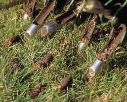 It is recommended by experts to aerate your lawn every year. This will allow more gas exchange with roots which is crucial for plant function. The holes and turning of the soil will make certain nutrients, especially phosphorous, more available to the plant. The relieved compaction will allow better root growth. At each point where an aeration plug is taken, new lateral growth will occur. for Earth First Turf, LLC in Cherokee County, GA