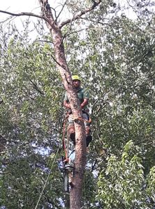 Our tree pruning service enhances the health, appearance, and safety of your trees by removing dead or diseased branches and promoting proper growth patterns. for Mario's Tree Service in Richmond, VA