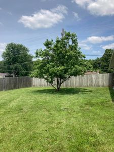 Our professional Tree Trimming service ensures the safety and aesthetic appeal of your property by expertly removing dead branches, enhancing tree health, and maintaining desired shape. for Logan Tree Care LLC in Springfield, MO