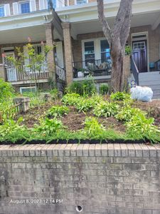 Our Weed Clean-Up and Removal service helps homeowners maintain a beautiful and tidy landscape by efficiently eliminating unwanted weeds, ensuring a pristine outdoor space. for Papayards in Arlington, VA