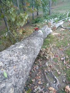 Our Tree Removal service offers efficient and professional tree removal solutions to homeowners, ensuring the safe and prompt removal of unwanted or hazardous trees from your property. for Hayes Tree And HandyMan Services LLC in , 