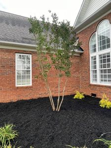 Our Tree & Shrub Care service ensures healthy, vibrant landscapes by providing expert pruning, disease management, and tailored fertilization for enhanced growth and beauty in your outdoor space. for Palmetto State Landscaping in Gaffney, SC