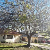 Our Property Beautification service is a comprehensive program that includes all the services necessary to improve the appearance of your home or business. We offer tree services, landscaping, and pest control to help you achieve the look you desire. for The Tree Fairy in Ramona, CA
