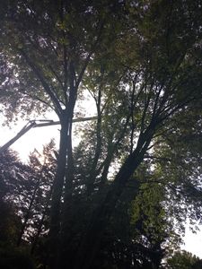 Our Tree Trimming service helps homeowners maintain the health and aesthetics of their trees, ensuring we remain safe, attractive, and free from potential hazards. for Mario's Tree Service in Richmond, VA
