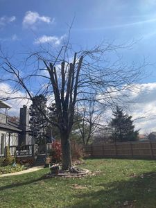 Our Fall Clean Up service ensures your yard is pristine by removing leaves, dead branches, and debris, preparing your landscape for winter while enhancing its health and appearance. for La Fountain Tree Service in Louisville, KY