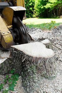 We offer a trees and stump removal service to homeowners who are looking to remove unwanted trees  and stumps from their property. We use heavy-duty equipment to quickly and efficiently remove the stumps, so you can enjoy your property without any obstructions. for Chile Can LLC  in Pasco County , Fl