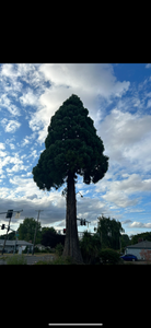 Enhance your home's beauty and safety with our professional tree trimming service. We expertly shape, prune, and maintain trees to promote healthy growth while ensuring a neat appearance for your landscape. for Kimberley’s Trees in Saint Maries, ID