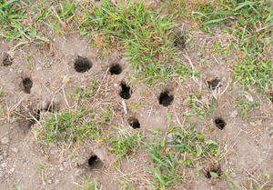 Our Mole Control service effectively eliminates damaging moles and grubs from your property, protecting your lawn and garden. Trust our experienced team to provide efficient and reliable solutions for lasting control. for RightLane Turf Management LLC in Wilson, NC