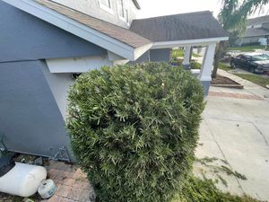 We offer professional shrub trimming services to keep your landscape looking its best. Our experienced professionals will expertly prune and shape your shrubs for maximum health and beauty. for Dandelion Landscaping in Clermont, FL