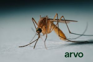 Our Mosquito Control service reduces mosquito populations around your home using targeted treatments and prevention strategies, helping protect your family from bites while making outdoor spaces more comfortable all season. for Arvo Pest Control in Sandy, UT