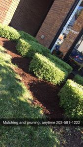 Our Shrub Trimming service ensures your shrubs are properly pruned and shaped, enhancing the beauty of your landscaping while maintaining their health. for Matty L's Lawn and Tree Care in Monroe, CT