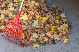 Our Fall and Spring Clean Up service provides homeowners with comprehensive lawn care, including leaf removal, debris clearing, trimming shrubs and preparing your lawn for the coming seasons. for Maloney's Mowing LLC in Iola, KS