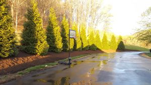 We offer full service planting services for new trees and shrubs. We can help transform your property to fill gaps or create a new look! for Platas Landscaping & Tree Service in Clyde, NC