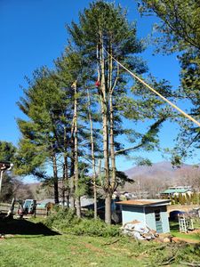 From overgrowth to full tree removal we are experts in all environments. We have the equipment, expertise and team to safely handle your tree removal needs. for Platas Landscaping & Tree Service in Clyde, NC