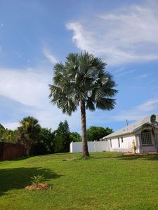 Our Palm Planting and Maintenance service provides tailored and licensed palm trimming services to residential and business customers. for Unity Maintenance & More LLC in Englewood, FL