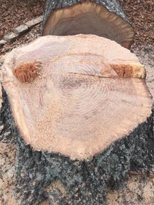 Our Stump Removal service efficiently and effectively eliminates unsightly tree stumps from your property, improving the overall aesthetics and functionality of your outdoor space. for Hoss Tree Works & Logging in Durham, NC