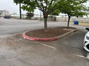 Our Tree & Shrub Care service ensures healthy, vibrant plant life through expert pruning, disease prevention, and tailored maintenance plans to enhance your landscape’s beauty and vitality year-round. Let us nurture your greenery. for Three Angels Lawncare in Rogers, AR