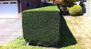 Enhance your home's curb appeal with our professional shrub trimming service. Our expert team shapes, maintains, and promotes healthy growth for beautifully manicured shrubs that complement your landscape perfectly. for Dawson’s Lawn Care in Hamilton, OH