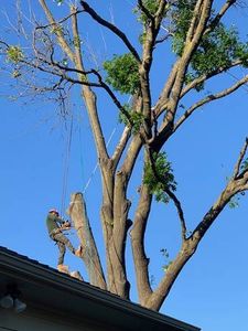 Our Tree Trimming service offers professional and efficient pruning of your trees, enhancing their health, appearance, and safety while ensuring that we thrive in your home environment. for Orlando's Tree Services in , 