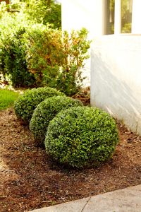 Our Shrub Trimming service will keep your shrubs looking neat and tidy, adding to the curb appeal of your home. for Alligator Lawn Care LLC in Siler City, North Carolina