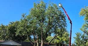 Our Tree Trimming service helps maintain the health and aesthetics of your trees by removing dead branches, improving sun exposure, and promoting their overall growth. for F & F Tree Service in Beavercreek, OH