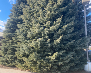 Our irrigation service ensures a lush, healthy lawn by providing efficient water management solutions. We tailor systems to your landscape's needs, optimizing water use and saving you time while enhancing curb appeal. for Lighthouse Lawn Care and Irrigation in Marysville, MI