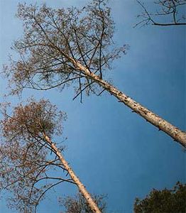 Our Tree Trimming service helps homeowners maintain the health and appearance of their trees, ensuring we don't interfere with roofing structures or pose any safety risks. for Dave's Seamless Gutters & Contracting in Northern Cambria, Pennsylvania