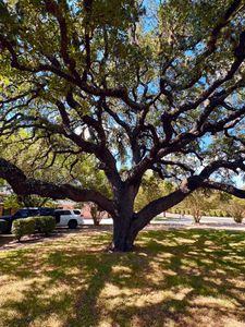 Our Tree Trimming service provides professional and efficient trimming solutions to homeowners, ensuring healthy and aesthetically pleasing trees that enhance the beauty and safety of your property. for 210 Tree Care in San Antonio, TX